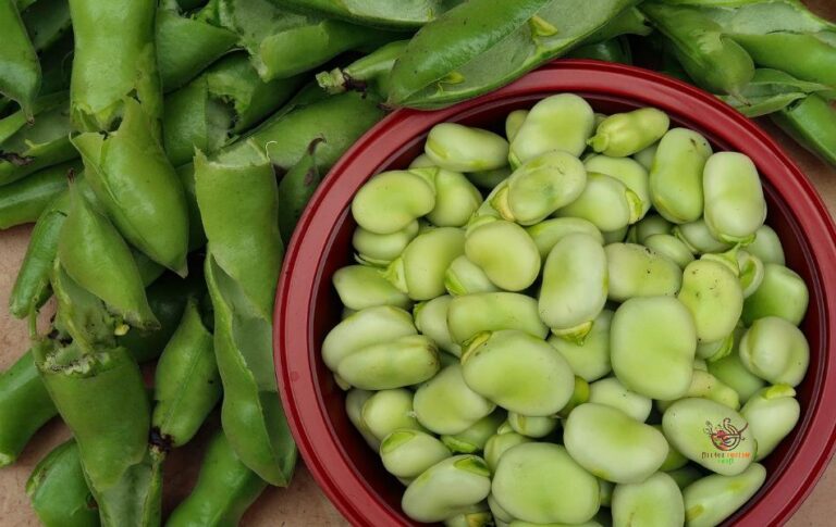 Fava Bean Substitutes: Alternatives You Can Try