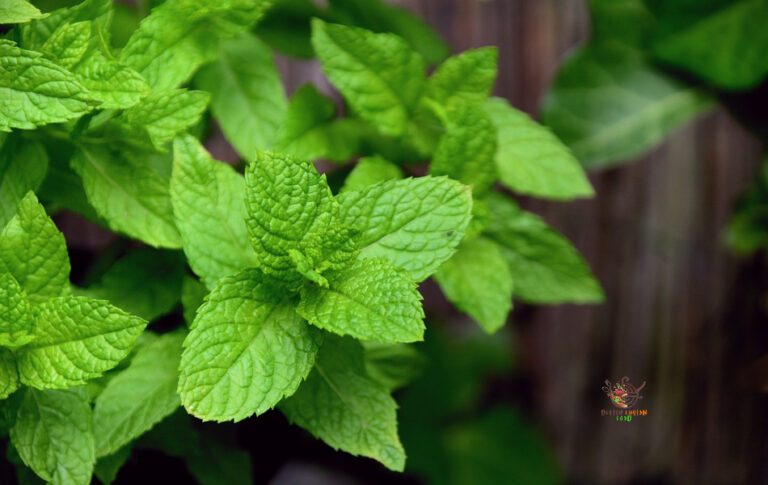 Substitutes for Mint: Delicious Options to Experiment With