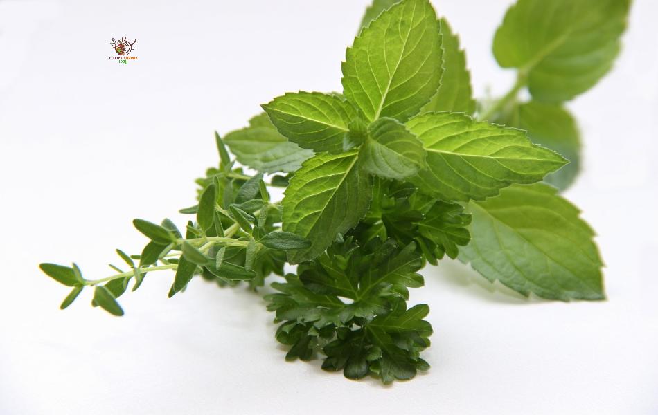 Thyme - Mint Substitute