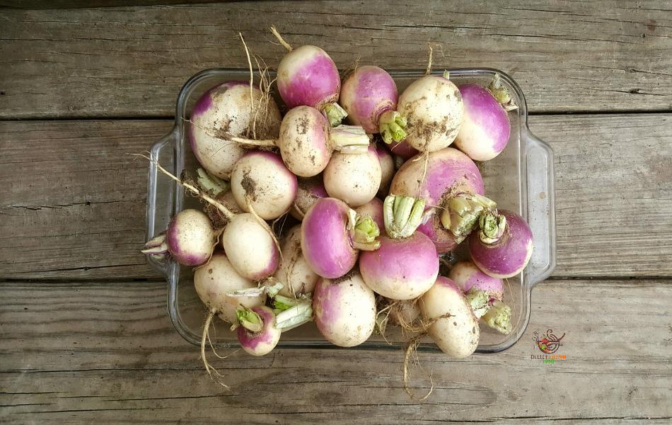 Turnips - Parsnips Substitute