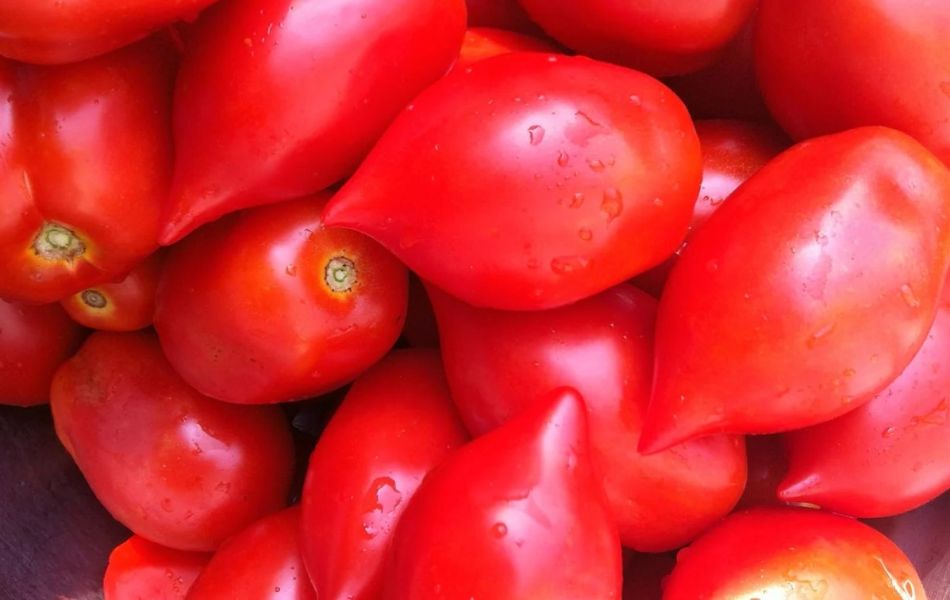 Ropreco tomato, Substitutes for Roma Tomatoes
