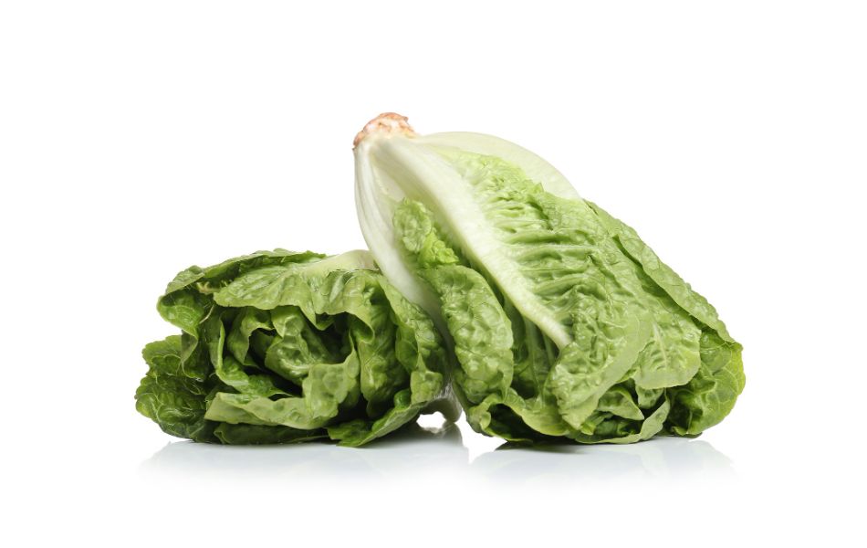 Lettuces - Cabbage Substitute