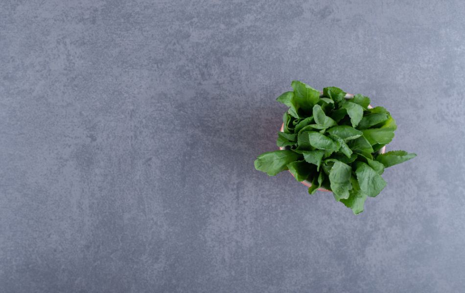 Nutritional Value of Watercress