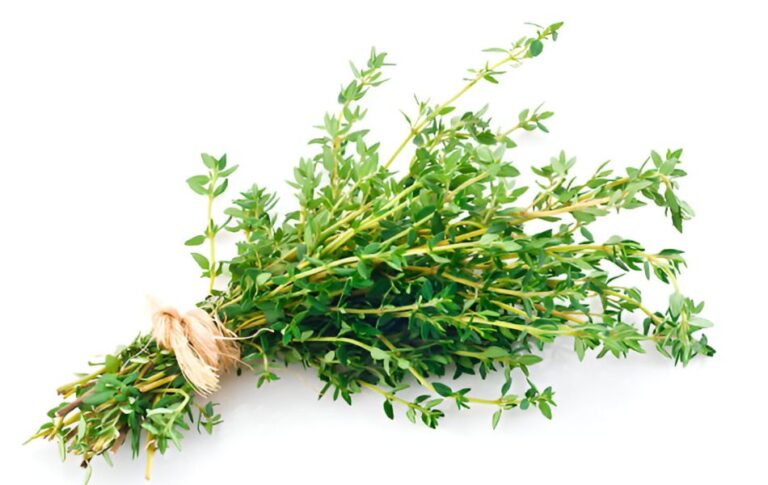 Best Substitutes for Thyme