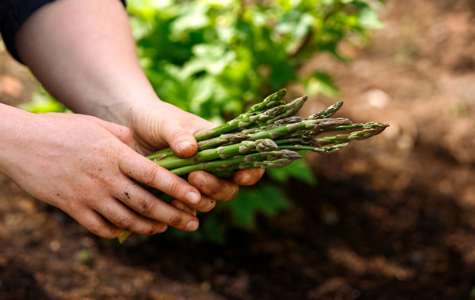 Choose the Best Asparagus