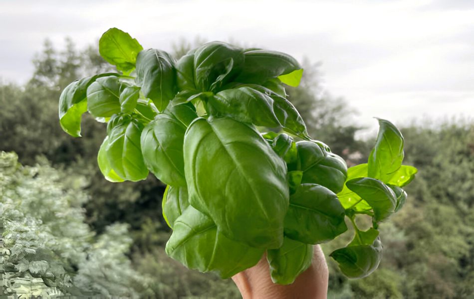 Basil - The Sweet Substitute for leaf substitute