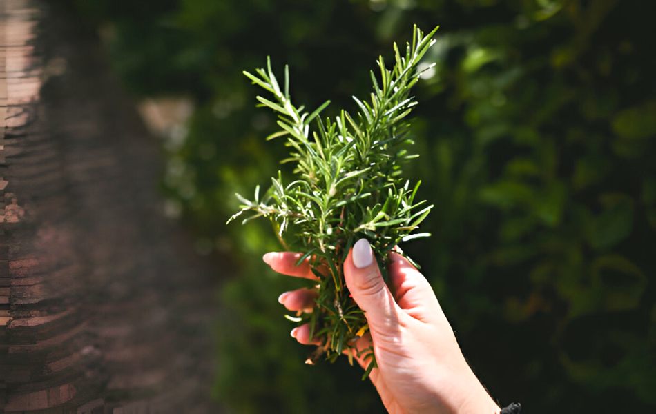 Rosemary, Substitute for Oregano