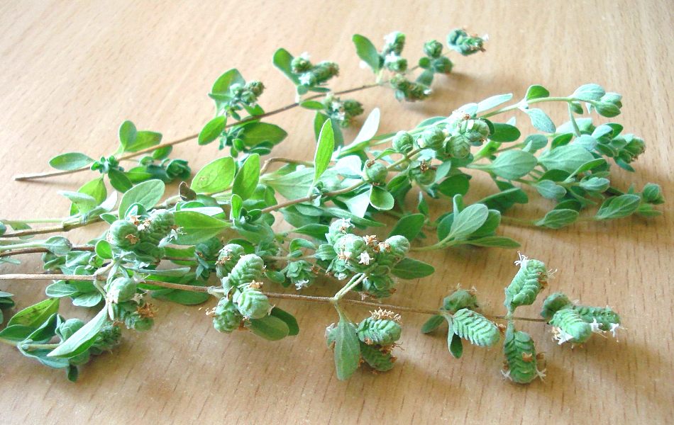 Substitutes for Bay Leaf_ Oregano