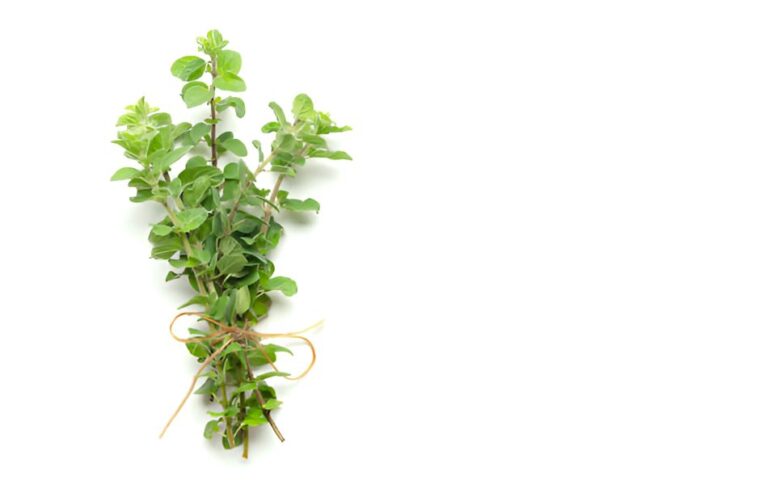 Substitutes for Oregano to Transform Your Cooking
