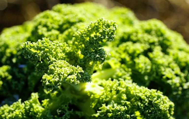 Find Your Perfect Substitute for Kale