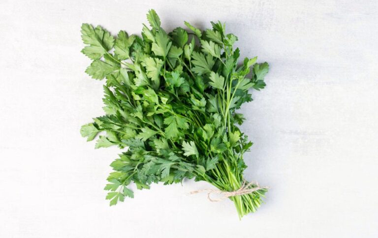 Mouthwatering Substitutes for Coriander That Will Elevate Your Dishes