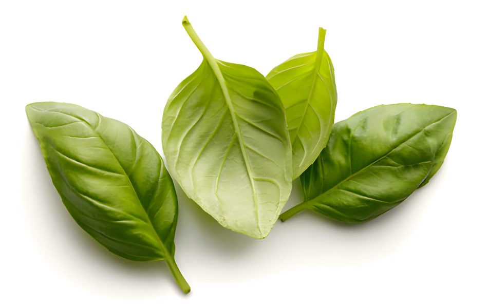 Substitutes for Fresh Coriander Leaves - Basil