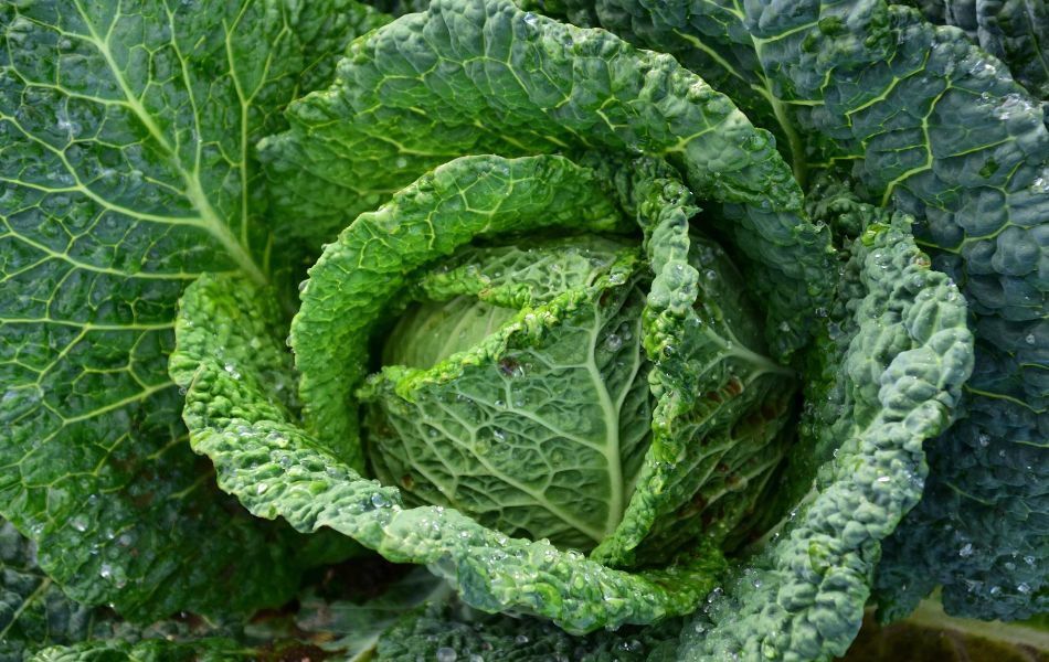 Cabbage might not be your first thought when replacing kale, but it’s a great budget-friendly alternative