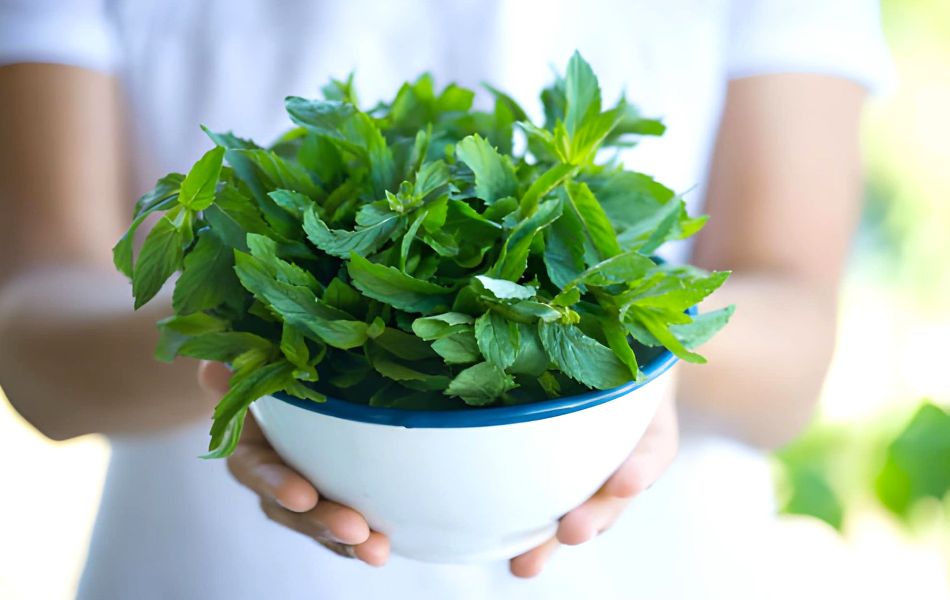 The Jar Method for Soft Herbs