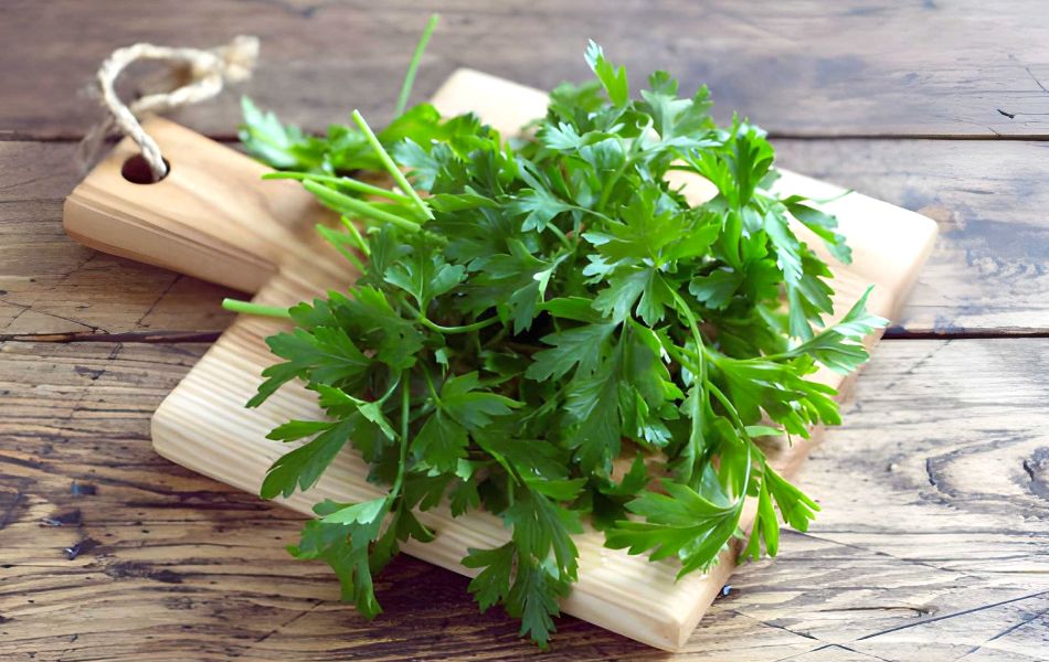 Why Fresh Herbs Wilt So Fast
